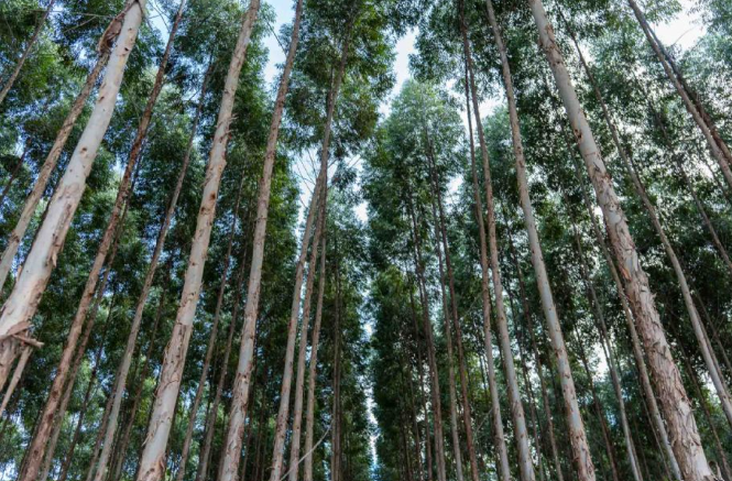 Cuiabá sediará Encontro Técnico de Produtores de Árvores em setembro