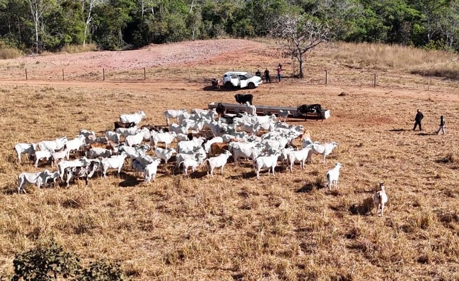 Polícia Civil apreende 120 cabeças de gado durante investigação de furto em Dom Aquino