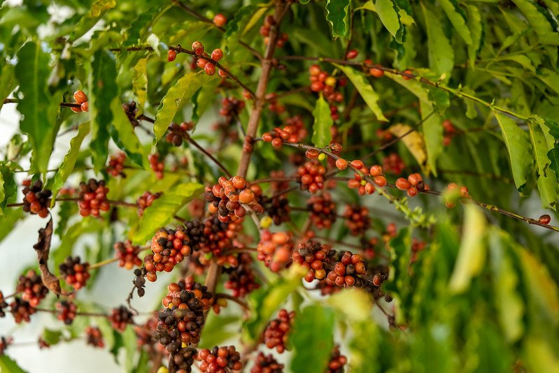 Café avança em Mato Grosso, mas produtores enfrentam desafio de transformar produtividade em renda